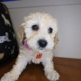 Zan Goldendoodle 03