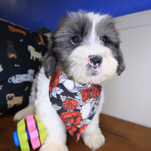 Zar Shihpoo 01 Zar Shihpoo 01