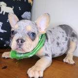 Zeppelin French Bulldog 01