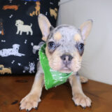 Zeppelin French Bulldog 04