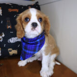 AJ Cavalier King Charles Spaniel 01