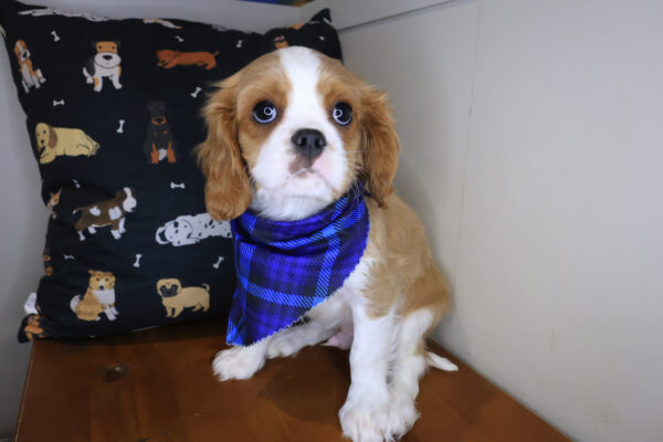 AJ Cavalier King Charles Spaniel 01