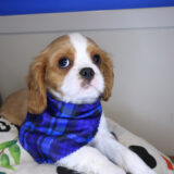 AJ Cavalier King Charles Spaniel 02