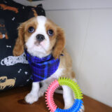 AJ Cavalier King Charles Spaniel 03