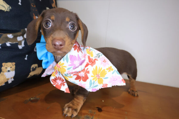 Acacia Dachshund 01