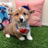 Addie Pembroke Welsh Corgi 01