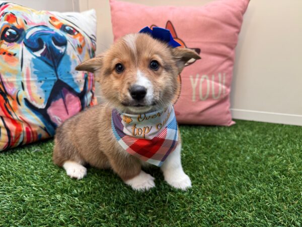 Addie Pembroke Welsh Corgi 01