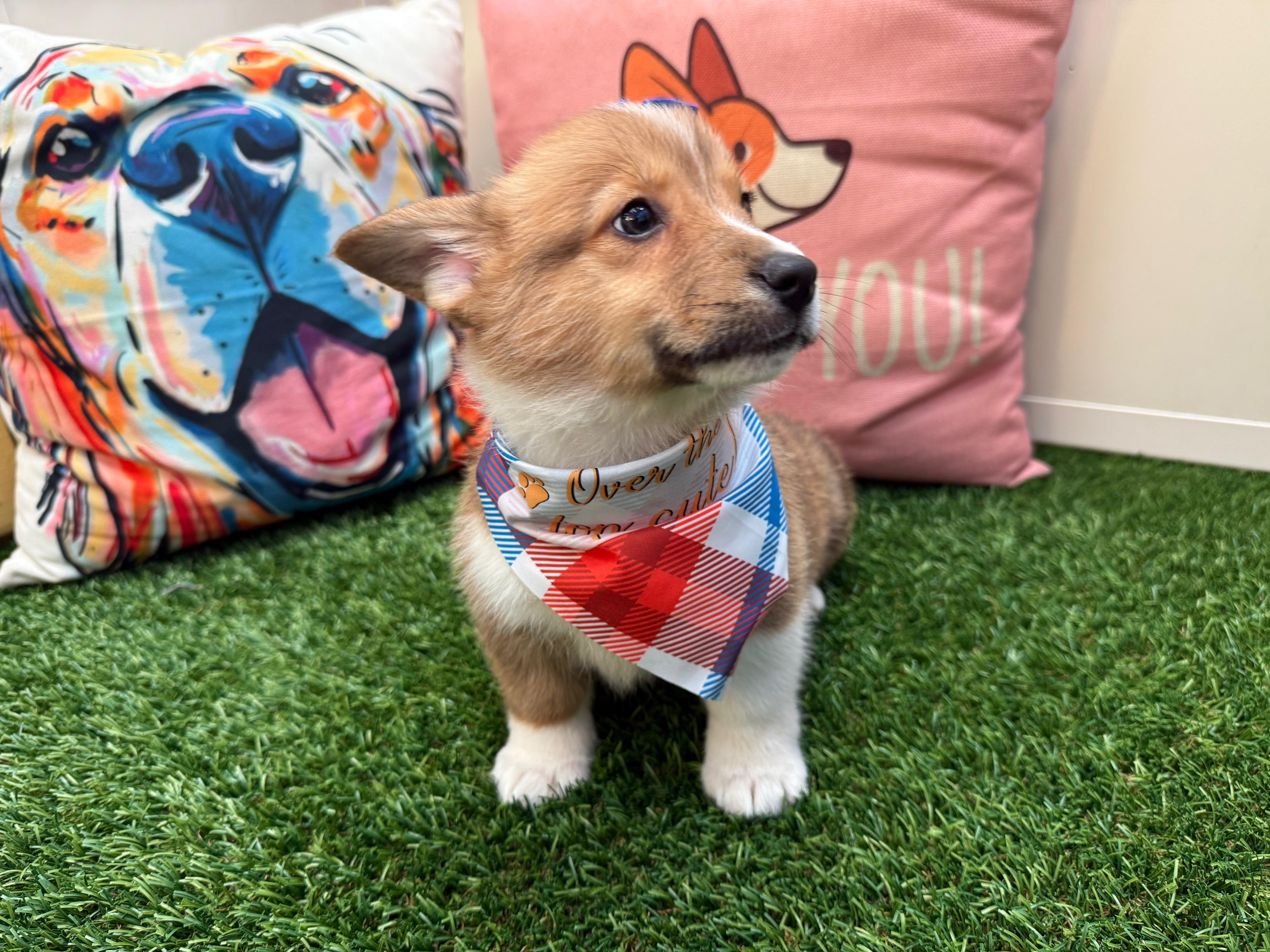 Addie Pembroke Welsh Corgi 03