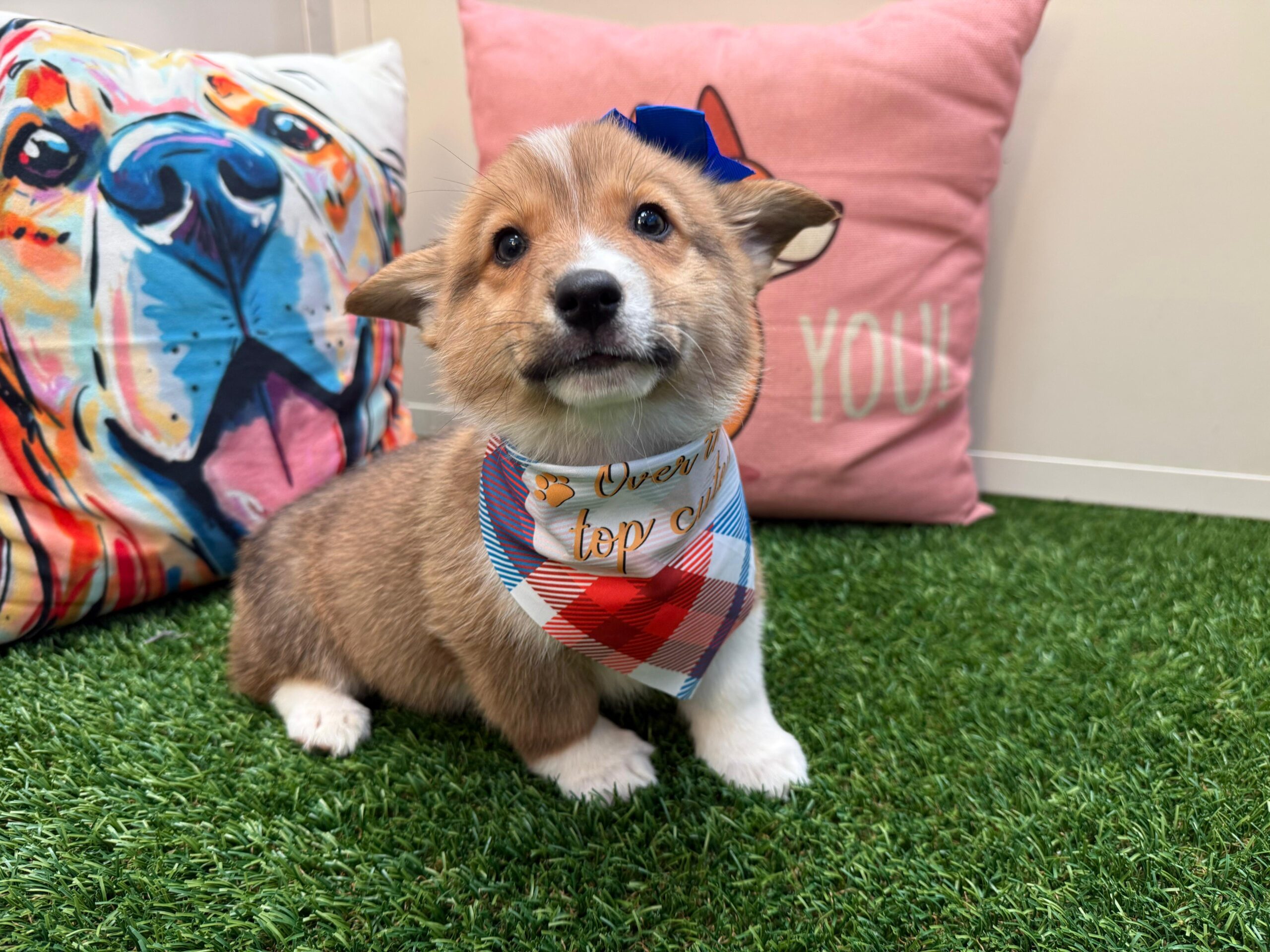 Addie Pembroke Welsh Corgi 04