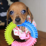 Adelheid Dachshund 01