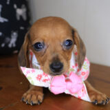 Adelheid Dachshund 03