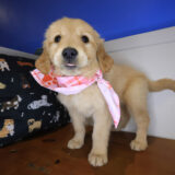 Adona Golden Retriever 01