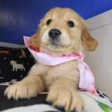 Adona Golden Retriever 02