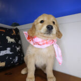 Adona Golden Retriever 03