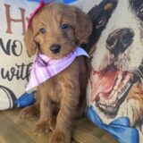 Aida Mini Goldendoodle 01
