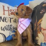 Aida Mini Goldendoodle 02