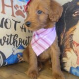 Aida Mini Goldendoodle 04