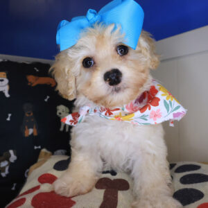 Airin Maltipoo 01 Airin Maltipoo 01