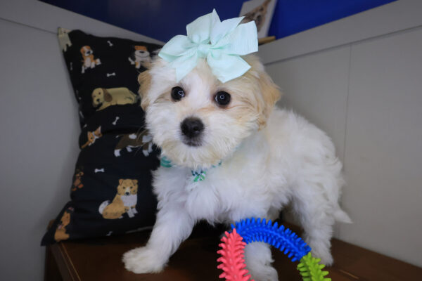 Akhira Maltipoo 01