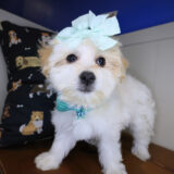 Akhira Maltipoo 03