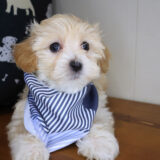 Alex Maltipoo 01