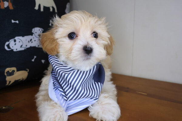 Alex Maltipoo 01