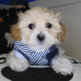 Alex Maltipoo 02