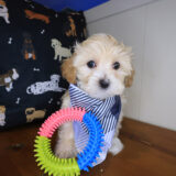 Alex Maltipoo 03