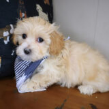 Alex Maltipoo 04