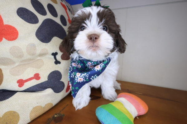 Alfredo Teddy Bear 01