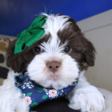 Alfredo Teddy Bear 03