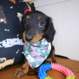 Anabel Dachshund 01