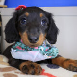 Anabel Dachshund 02