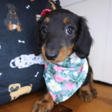 Anabel Dachshund 03