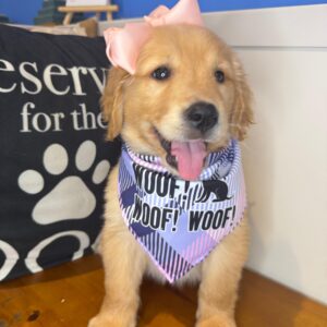 Anabelle Golden Retriever 01