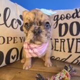 Annabell French Bulldog Fluffy 01