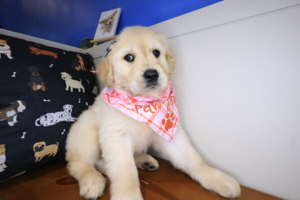 Anubis Golden Retriever 01