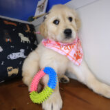 Anubis Golden Retriever 03