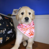 Anubis Golden Retriever 04