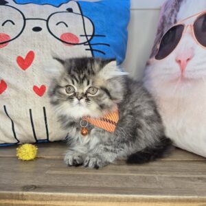 Apricot Persian 01 Apricot Persian 01