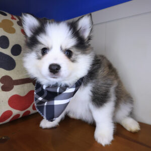 Archimedes Pomsky 01 Archimedes Pomsky 01