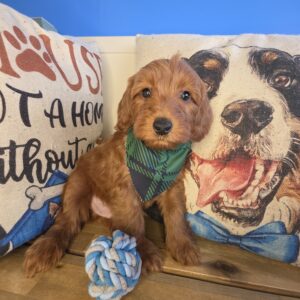 Arvin Mini Goldendoodle 01 Arvin Mini Goldendoodle 01