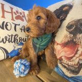 Arvin Mini Goldendoodle 02