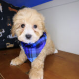 Baltic Maltipoo 04
