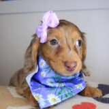 Beatrix Dachshund 01