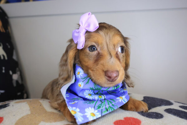 Beatrix Dachshund 01