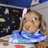 Beatrix Dachshund 02