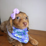 Beatrix Dachshund 04