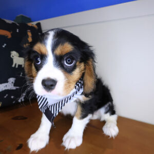 Beignet Cavalier King Charles Spaniel 01