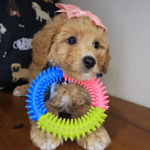 Bellatrix Bichapoo 01